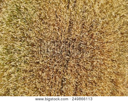 Close Up On Wheat Field, Aerial Top View.