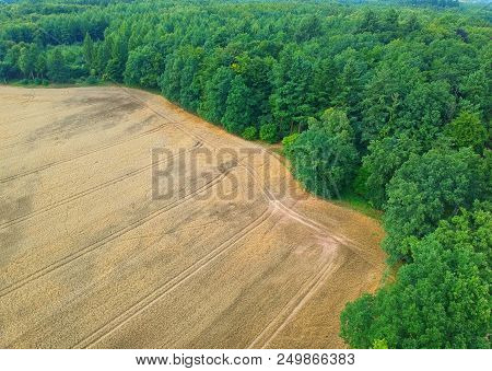 Aerial View On Yellow Wheat Field And Green Forest.