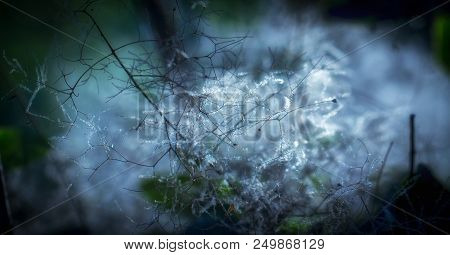 European Smoketree Cotinus Coggygria Flowers Macro With Water Drops
