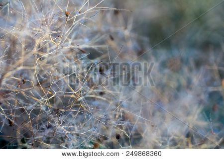European Smoketree Cotinus Coggygria Flowers Macro With Water Drops