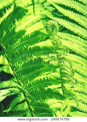 Curly Green Fern Frond In Spring Forest With Sunrise As Natural Foliage . Ferns And Other Plants Of 
