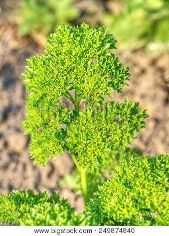 Parsley Leaf. Parsley Plant Or Garden Parsley Is  Species Of Popular Flowering Plant In The Family A