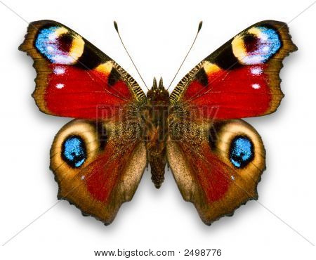 Batterfly