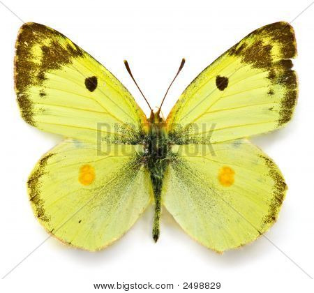 Batterfly