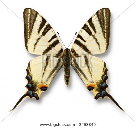 Batterfly
