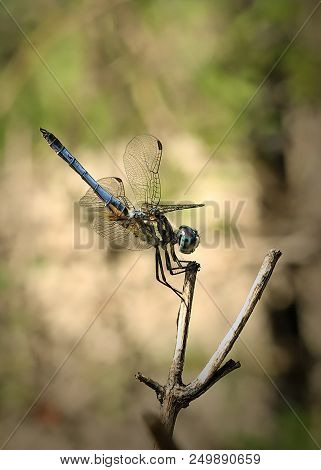 A Beautiful Dragonfly With Green Light Brown Blurred Back Ground In My Yard Posing For Me On A Branc