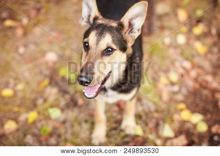 Homeles dog outdoors. Pet at autumn