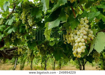 Bunches Of Wine Grapes Hanging On The Plant