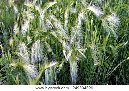 Steppe Feather Grass Illuminated By Contour Sun