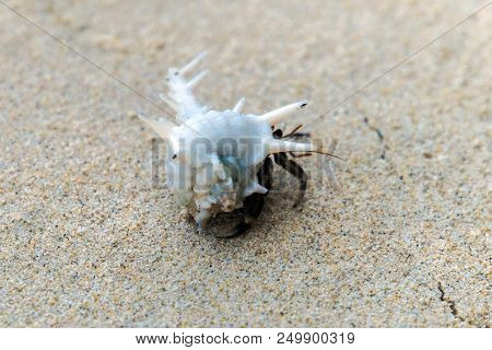 Hermit Crab Lat. Paguroidea Hermit Crab Lat. Paguroidea Runs On Sand, Close Up