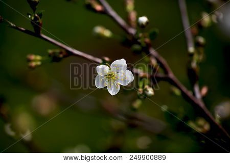 Fresh White Cherry Flowers On A Blurred Green Garden Background. Blossoming Cherry Close-up.