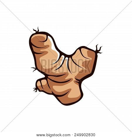 Ginger Vector Illustration Isolated On White Background