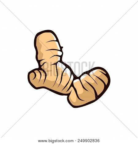 Galangal Vector Illustration Isolated On White Background