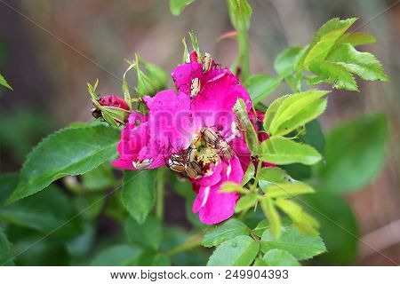 A Bunch Of Destructive Adult Rose Chafer Beetles Have Infested A John Cabot Shrub Rose Bush In A Sum