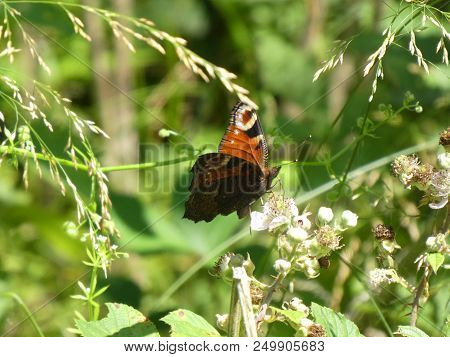 Peacock Butterfly In The Forest White Blossom