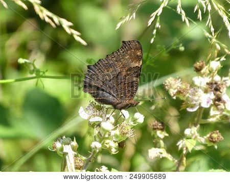 Peacock Butterfly In The Forest White Blossom