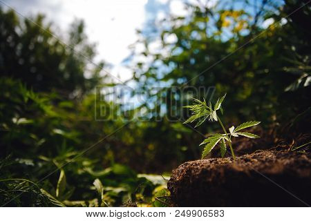 Cannabis Plantation In Sunlight. Bush Green Marijuana