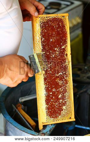 Raw Honey Being Harvested From Bee Hives. Beekeeper Uncapping Honeycomb With Special Beekeeping Fork