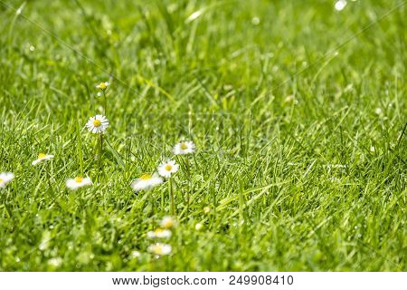 Blurred Green Summer Background With Daisies Flowers And Green Grass And Water Drops Flying .