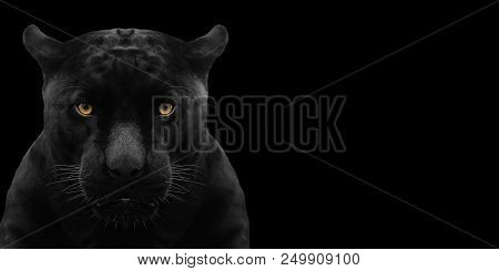 Black Panther Shot Close Up With Black Background