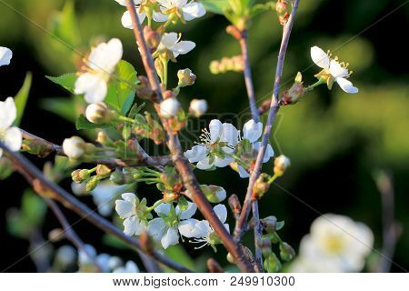 Fresh White Cherry Flowers On A Blurred Green Garden Background. Blossoming Cherry Close-up.
