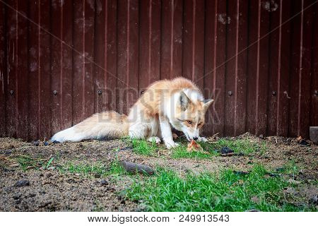 Portrait Of Wild Golden Fox In Enclosure