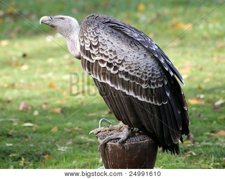 Vautour ruppellii Gyps