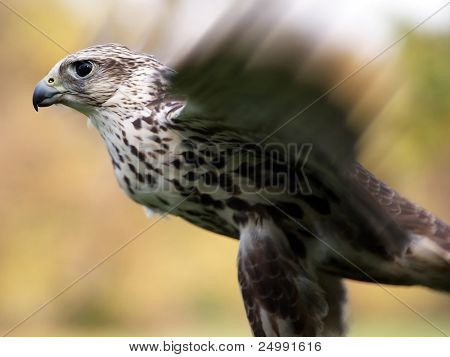 Merlin Falco columbarius lukke