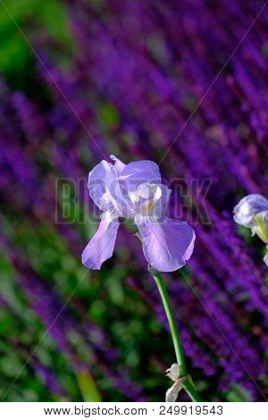 Pale Blue Iris In Garden Agains T A Background Of Lavender