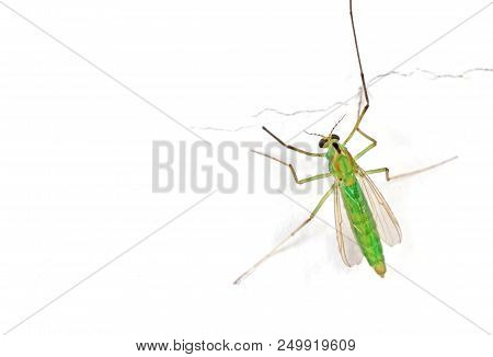 Macro Photography Of Green Crane Fly On White Wall With Space