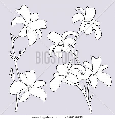 Daylily Flowers On A Blue Background. Vector Illustration.
