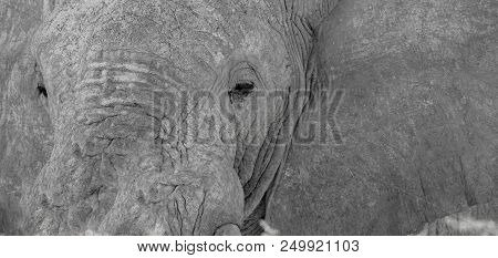 Close-up Of Rough Wrinkled Skin Of Elephant Head, Eyes, Ears And Trunk
