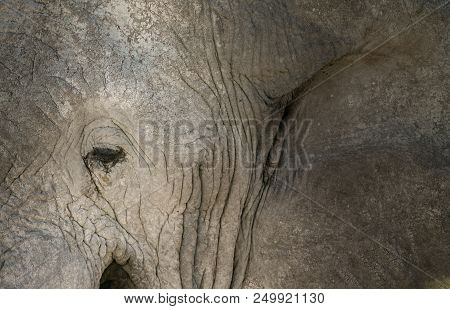 Elephant Rough Tough Skin And Eye Close-up