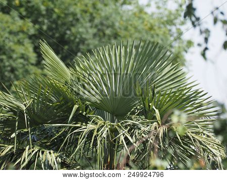 Palm Tree (arecaceae) Leaves, Selective Focus On Foreground With Blurred Background