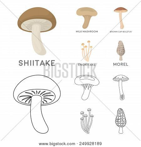 Shiitake, Brown Cap Boletus, Enokitake, Milk. Set Collection Icons In Cartoon, Outline Style Vector 