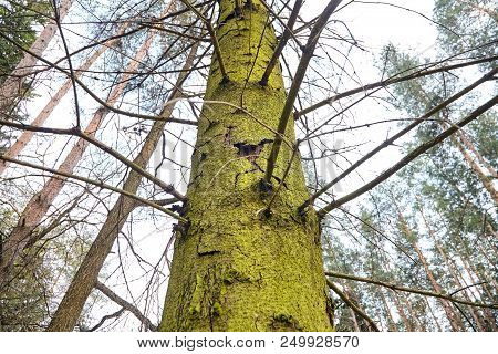 Trunk Of Spruce With Exfoliating Bark. Diseased Tree Damaged By Bark Beetle