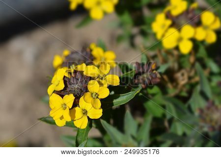 Alpine Wallflower Yellow Flowers - Latin Name - Erysimum Golden Gem