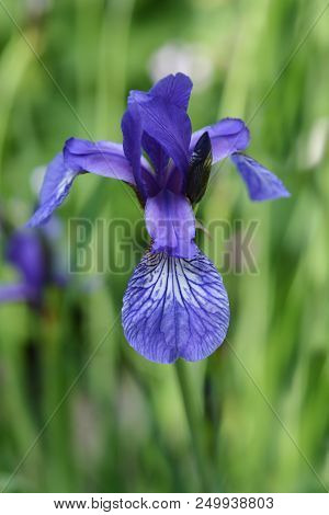 Golden Netted Iris Flower - Latin Name - Iris Reticulata