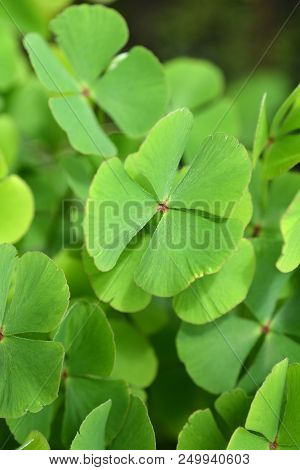 Four-leaf Pepperwort - Latin Name - Marsilea Quadrifolia