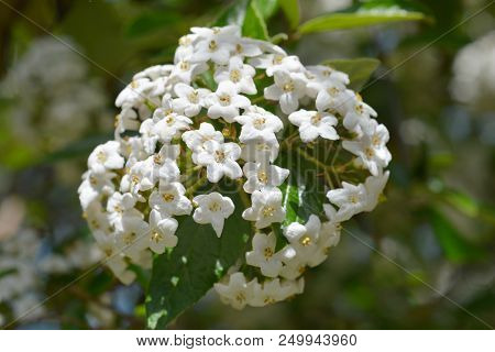 Korean Spice Viburnum White Flowers - Latin Name - Viburnum Carlesii