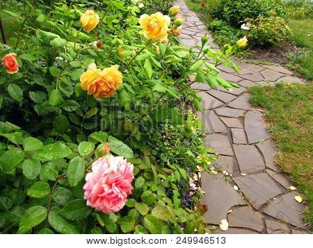 Bushes Of Yellow And Pink Roses With Drops Of Water On Flowers And Leaves After Rain Next To Garden 