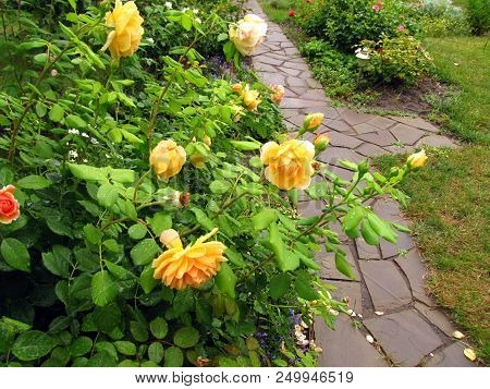 Bush Of Yellow English Rose With Drops Of Water On Flowers And Leaves After Rain Next To Garden Ston