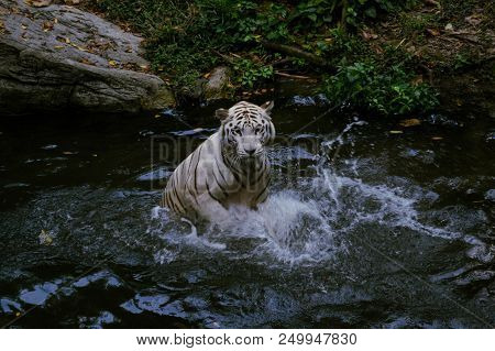 White Tiger Looking At The Camera. Predator Splashing In The Water Full Face.
