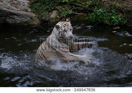 White Tiger Waving His Powerful Paws With Sharp Claws In The Water. Splash Around Dangerous Bengal P