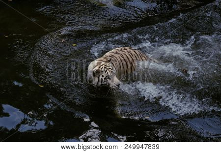 Powerful White Tiger Splashes In The Water Looking For A Prey.