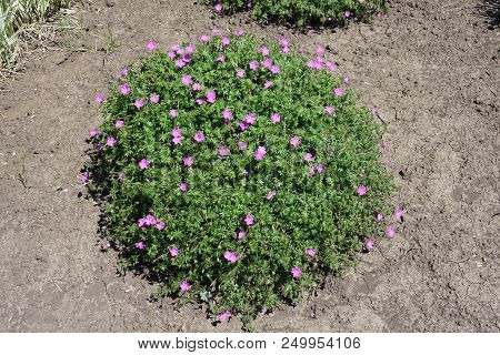Flowering Pillow Like Bush Of Geranium Sanguineum