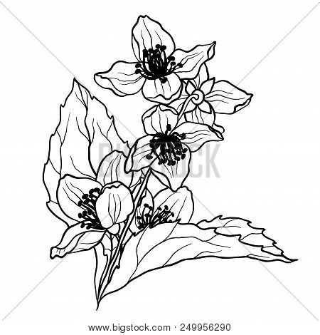 Coloring Page With Jasmine Branch In Vcector Illustration In Realistic Design Style