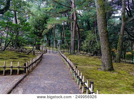 Walking Road With Many Pine Trees In Autumn Day.
