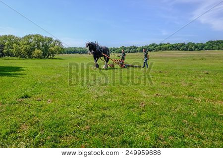 Hainault Country Park, Essex, Uk -  June 6, 2018: Magnificent Shire Horse Logging With Two Men Guidi