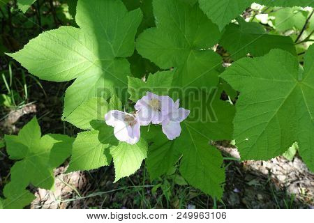 Maple Like Leaves And Pale Pink Five Petaled Flowers Of Virginia Raspberry